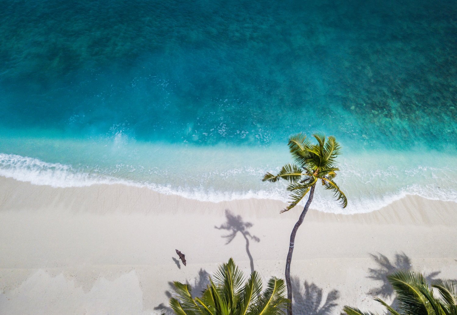 Aerial view of a palm-lined beach